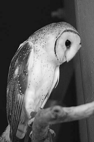 Owl Black And White Photography